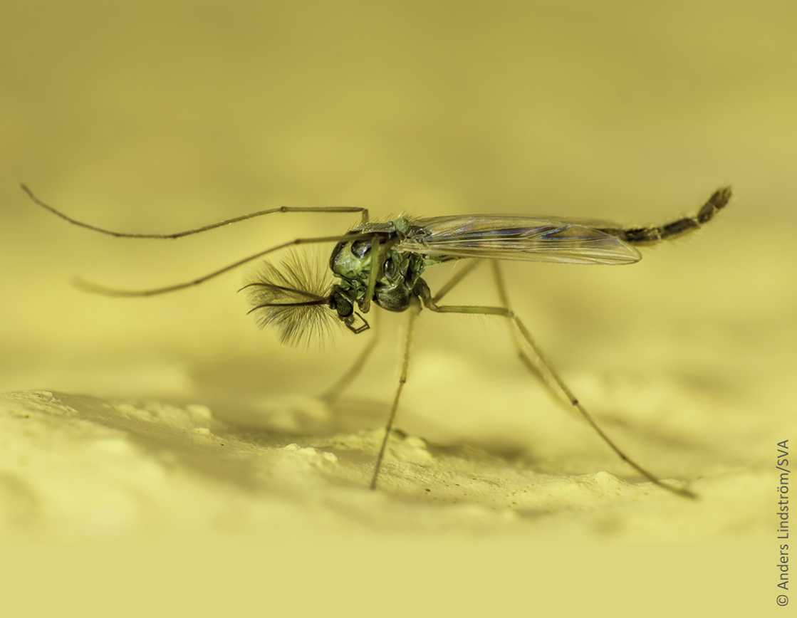 Chironomidae