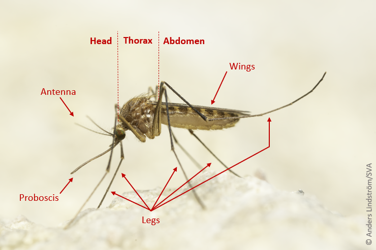 Annotated mosquito